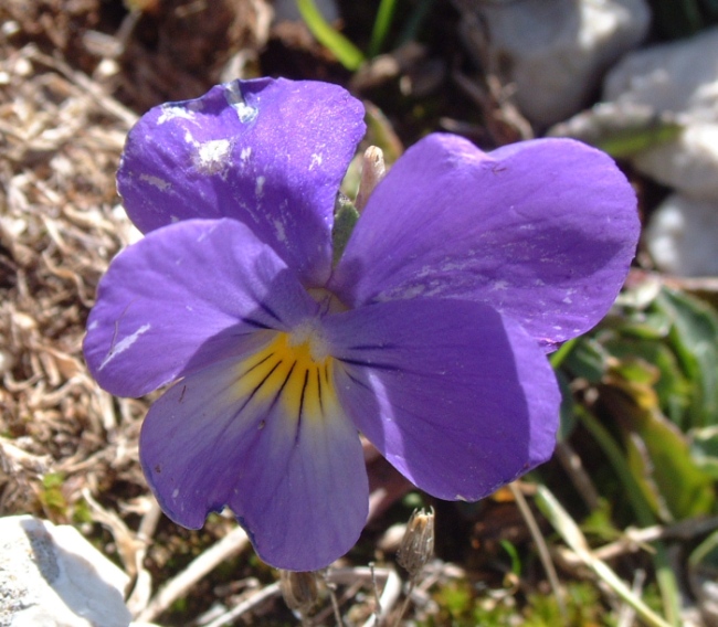 Viola eugeniae / Viola di Eugenia